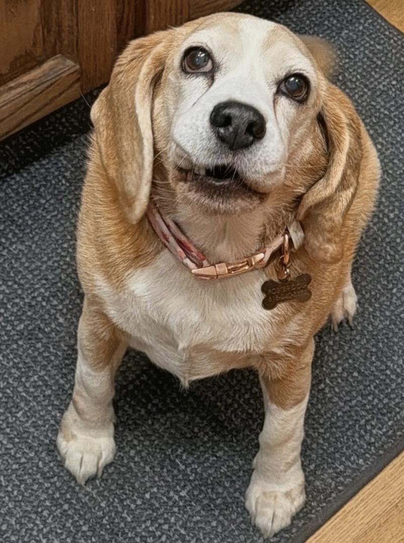Rhee, Adoptable, Senior Female Beagle.