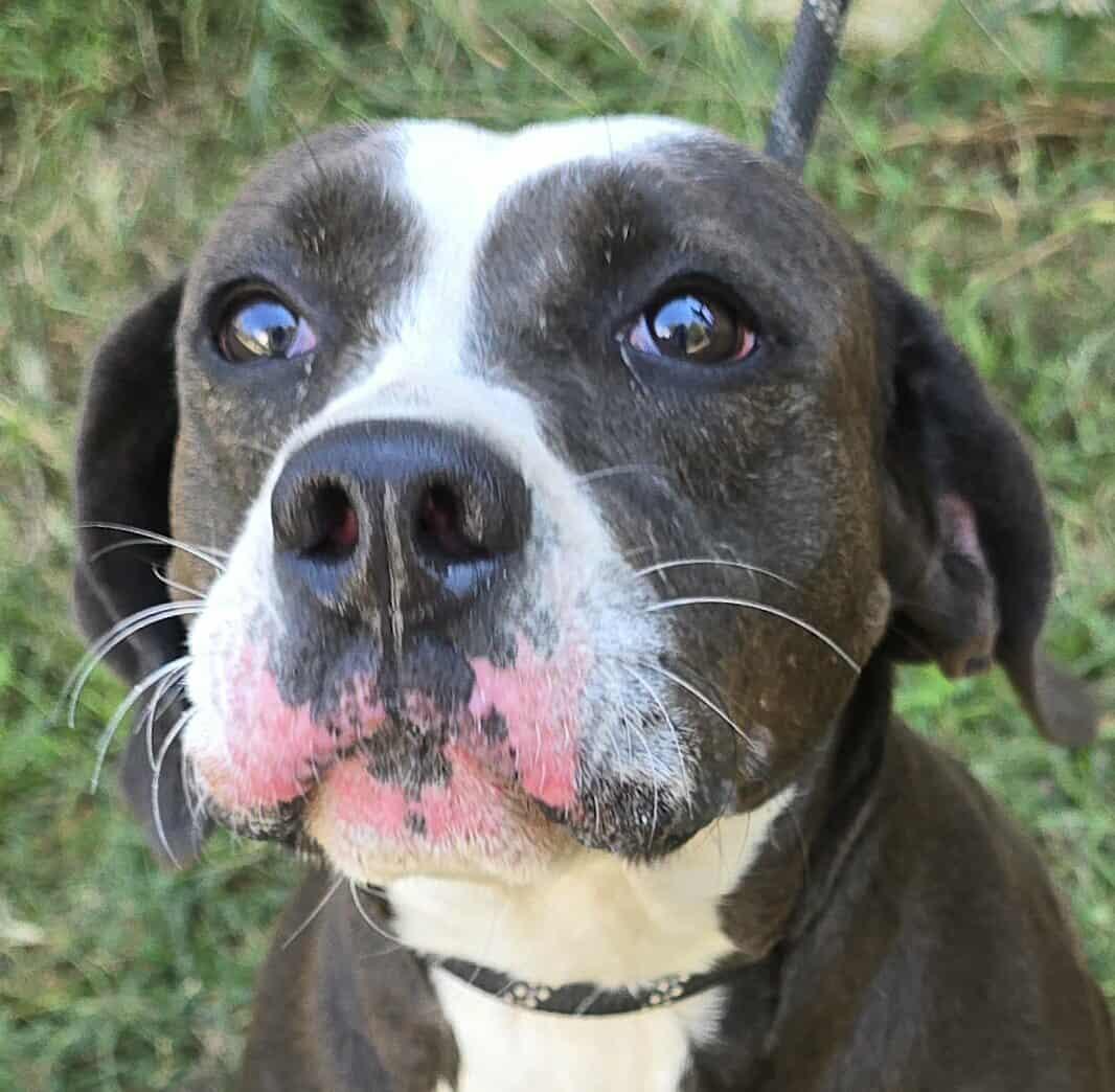 Lil' Penny