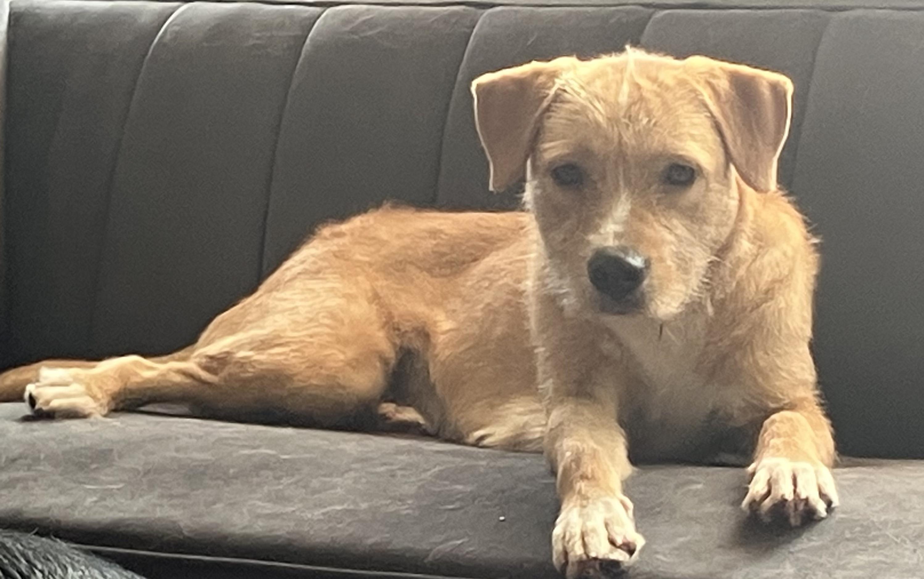 Enlarge Darling, a ADOPTABLE mixed breed in Fort Collins, CO image 4/6