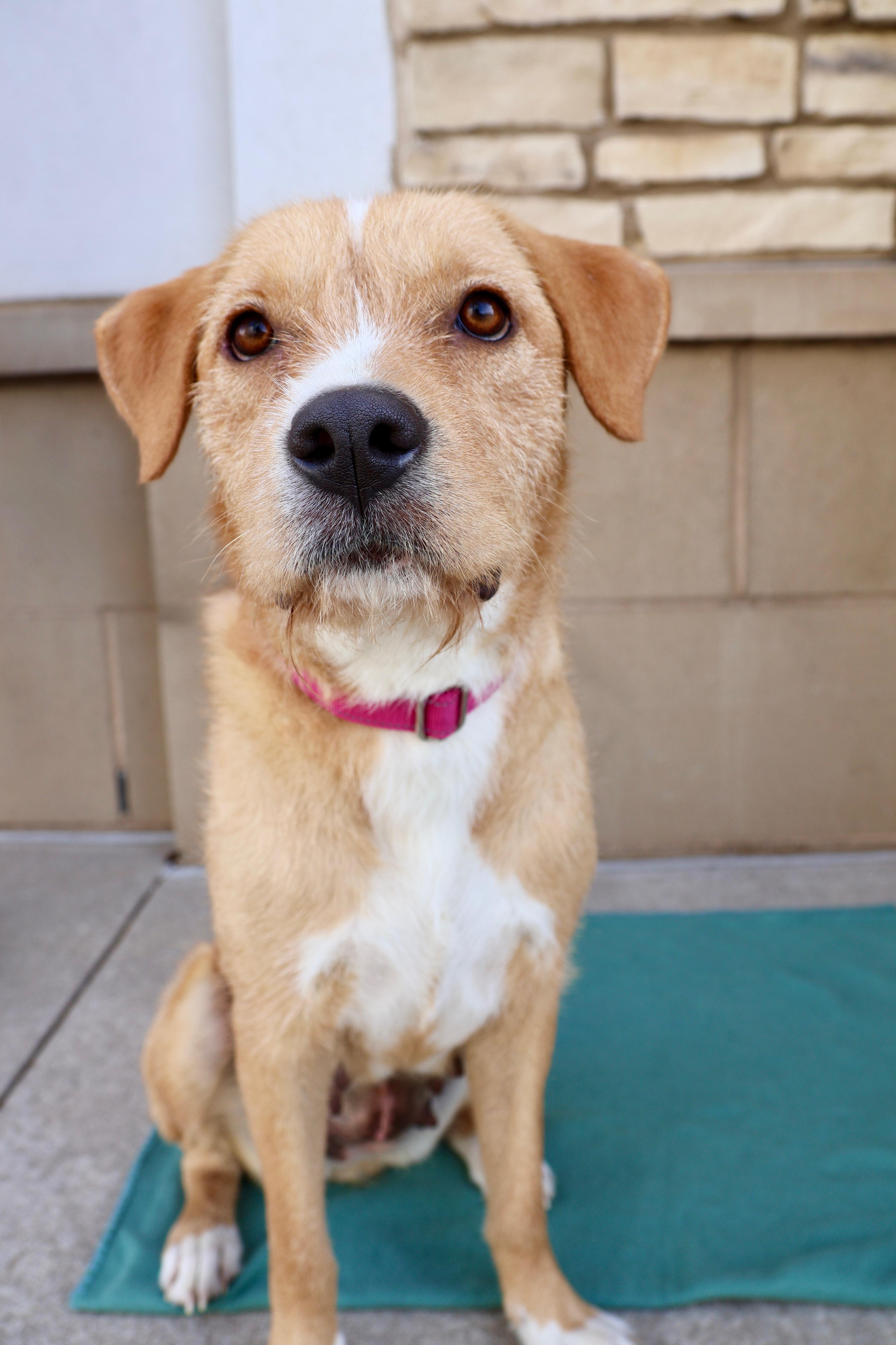 Enlarge Darling, a ADOPTABLE mixed breed in Fort Collins, CO image 6/6