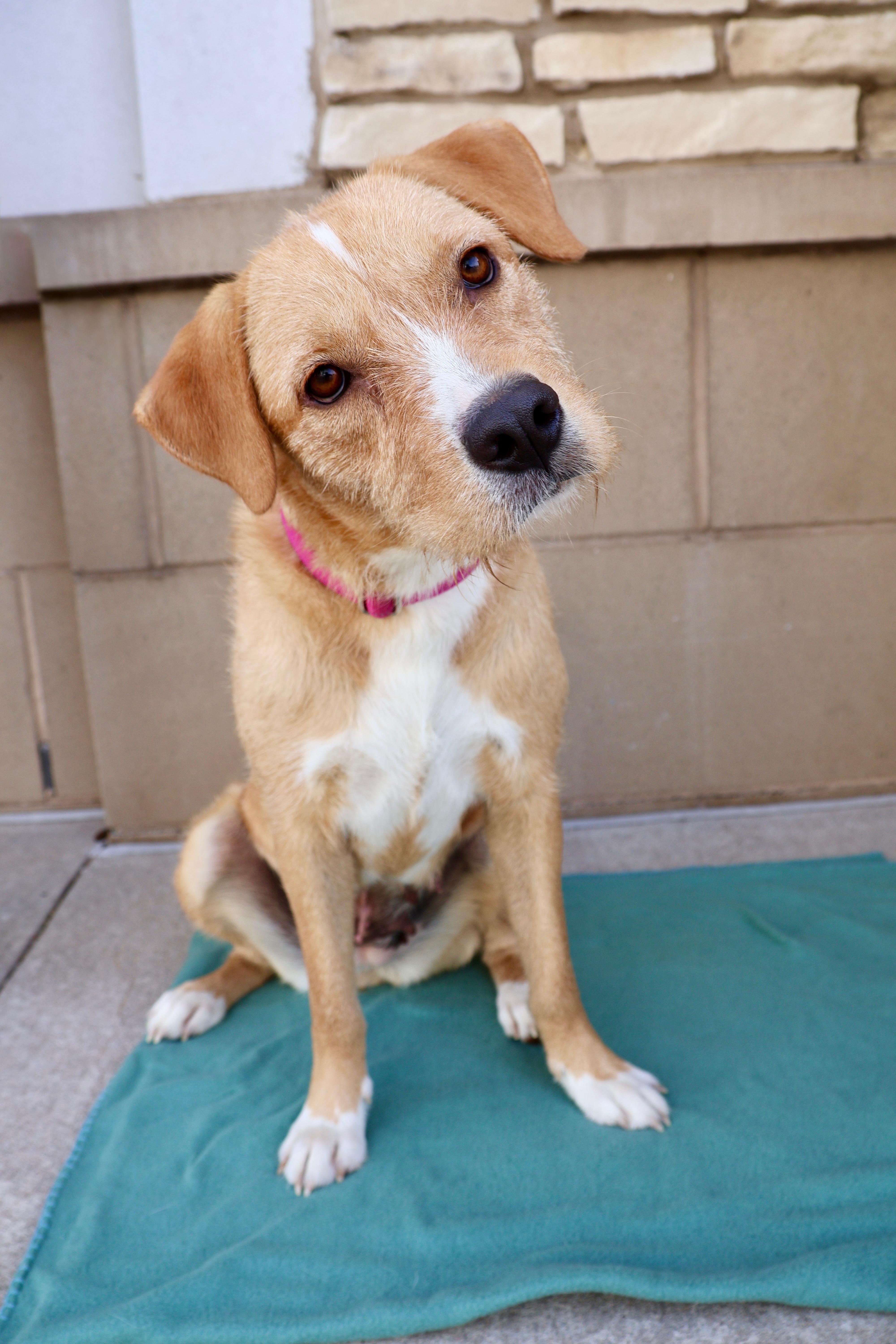 Enlarge Darling, a ADOPTABLE mixed breed in Fort Collins, CO image 5/6