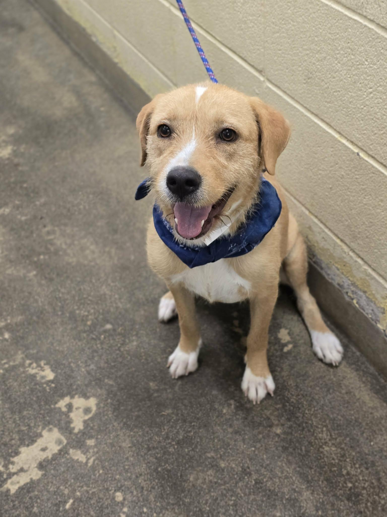 Enlarge Darling, a ADOPTABLE mixed breed in Fort Collins, CO image 3/6