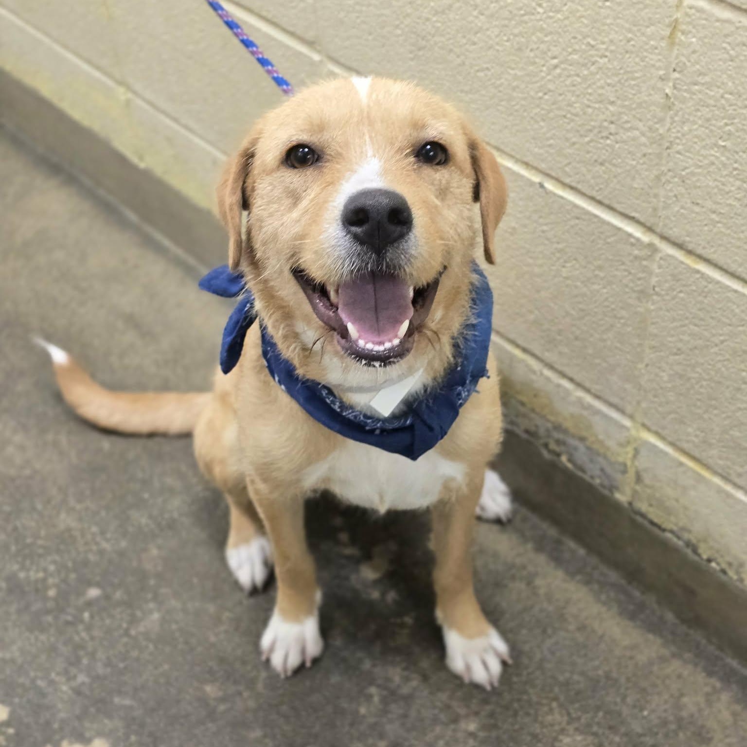 Enlarge Darling, a ADOPTABLE mixed breed in Fort Collins, CO image 2/6
