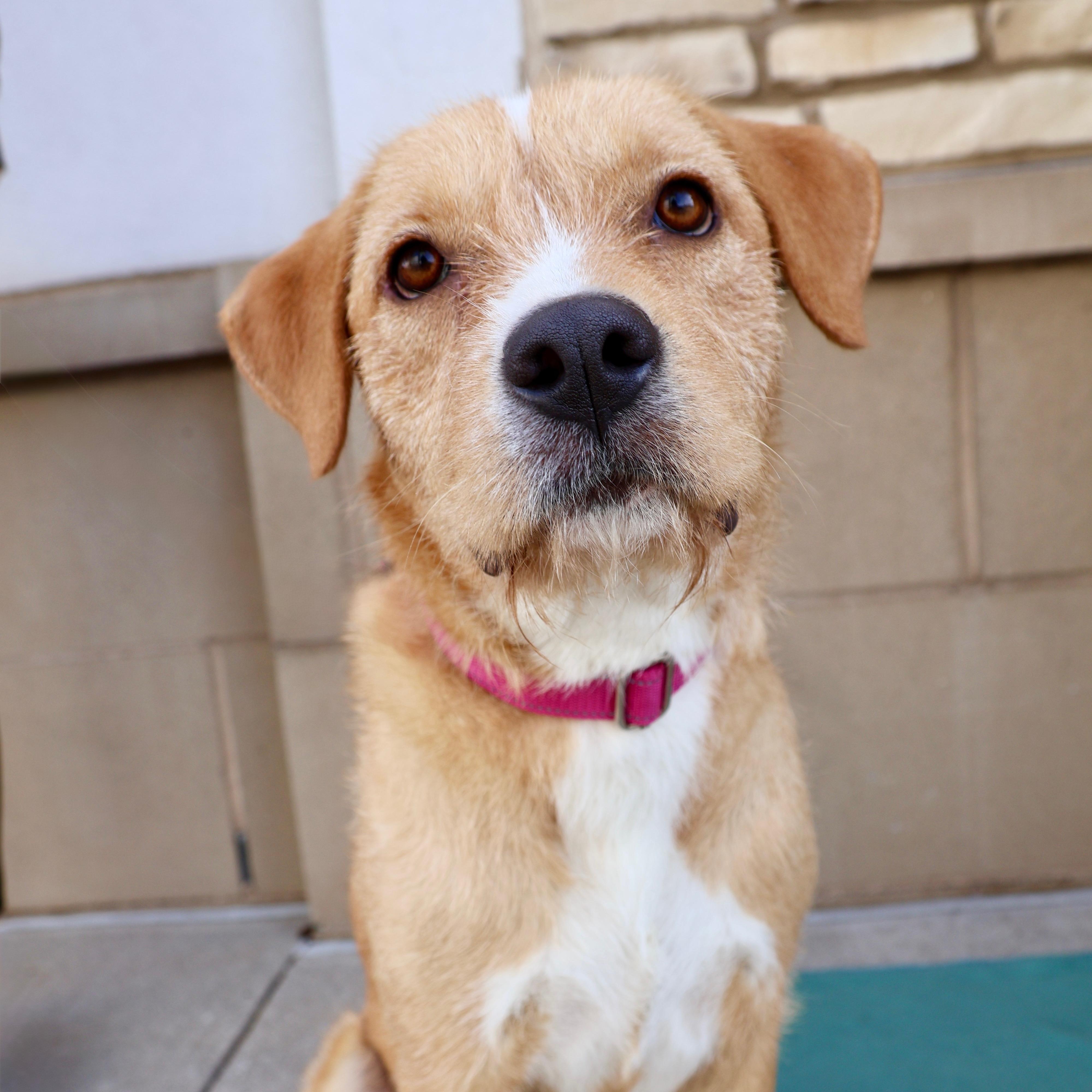 Enlarge Darling, a ADOPTABLE mixed breed in Fort Collins, CO image 1/6