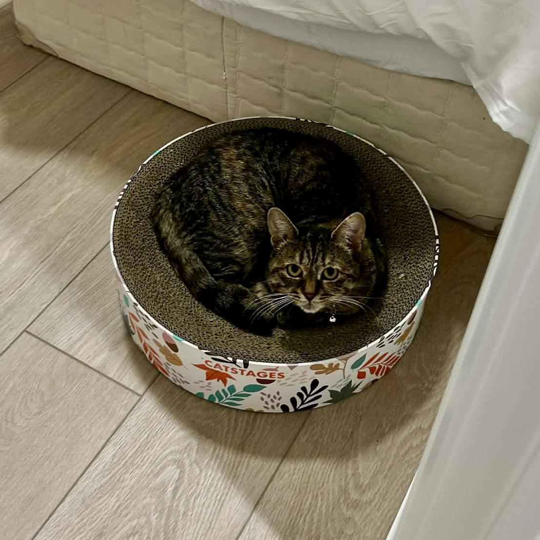 Enlarge BUTTERKUP, a Adoptable Domestic Short Hair in Delhi, ON image 3/6