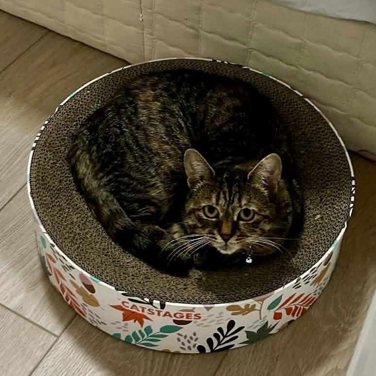 Enlarge BUTTERKUP, a Adoptable Domestic Short Hair in Delhi, ON image 3/6