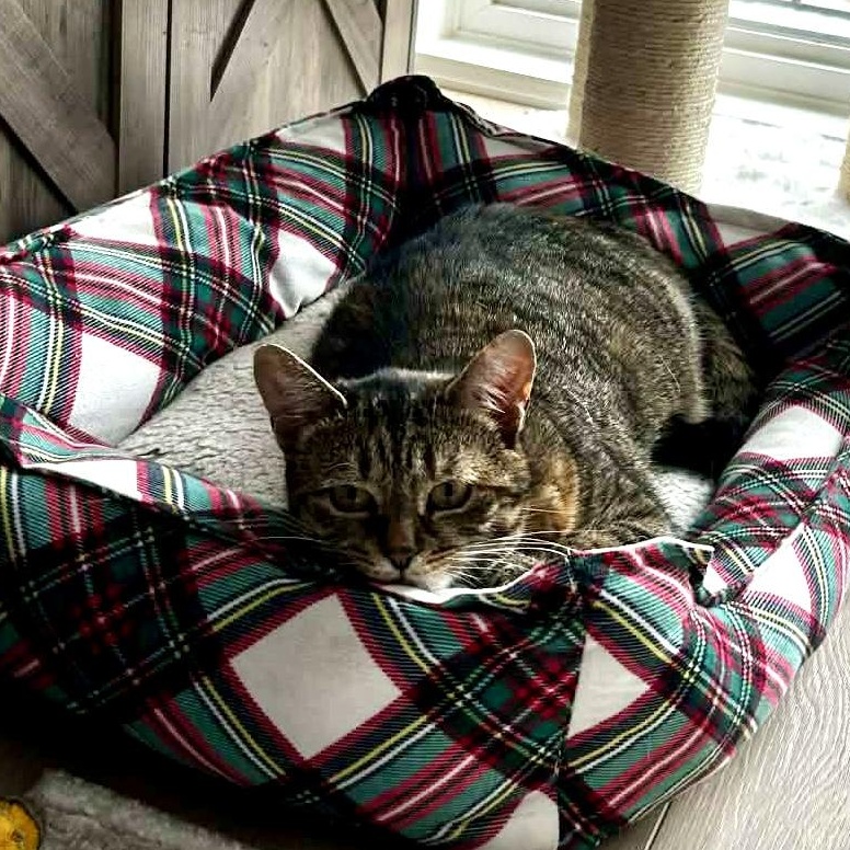 Enlarge BUTTERKUP, a Adoptable Domestic Short Hair in Delhi, ON image 4/6