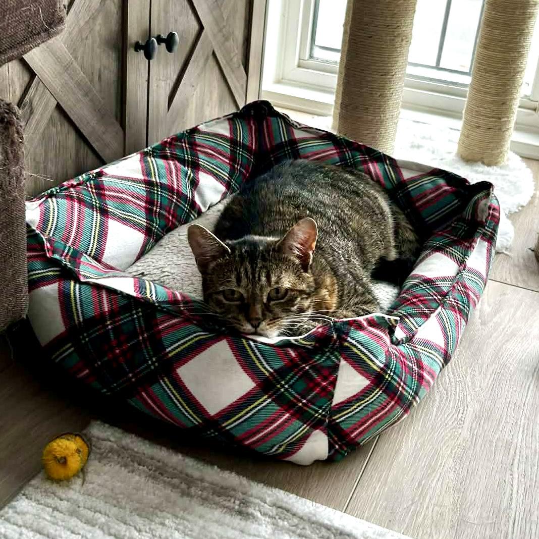 Enlarge BUTTERKUP, a Adoptable Domestic Short Hair in Delhi, ON image 4/6