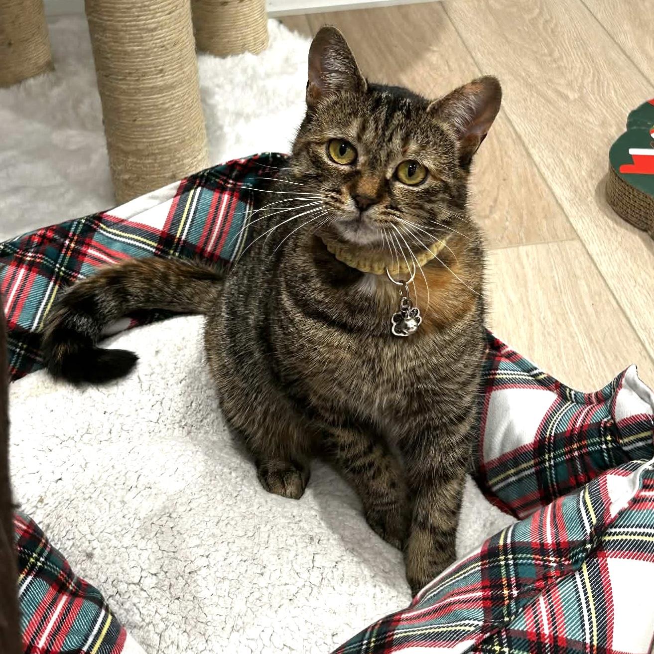 Enlarge BUTTERKUP, a Adoptable Domestic Short Hair in Delhi, ON image 1/6