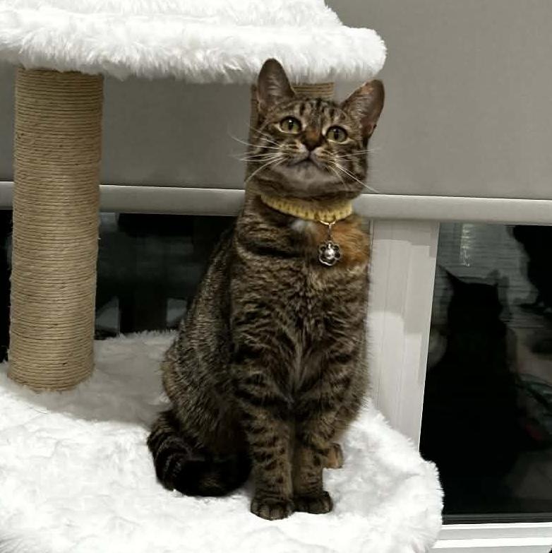 Enlarge BUTTERKUP, a Adoptable Domestic Short Hair in Delhi, ON image 5/6