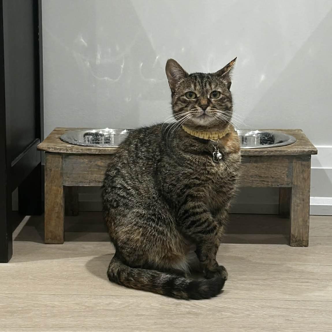 Enlarge BUTTERKUP, a Adoptable Domestic Short Hair in Delhi, ON image 2/6