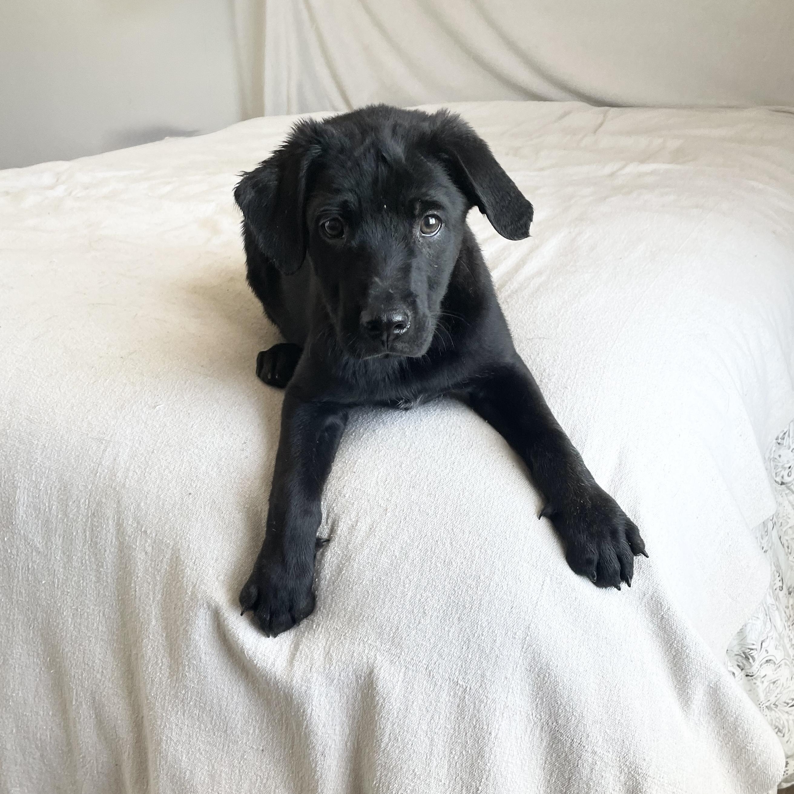 Mushy Tuck, ADOPTABLE, Puppy Male Black Labrador Retriever & Labrador Retriever.
