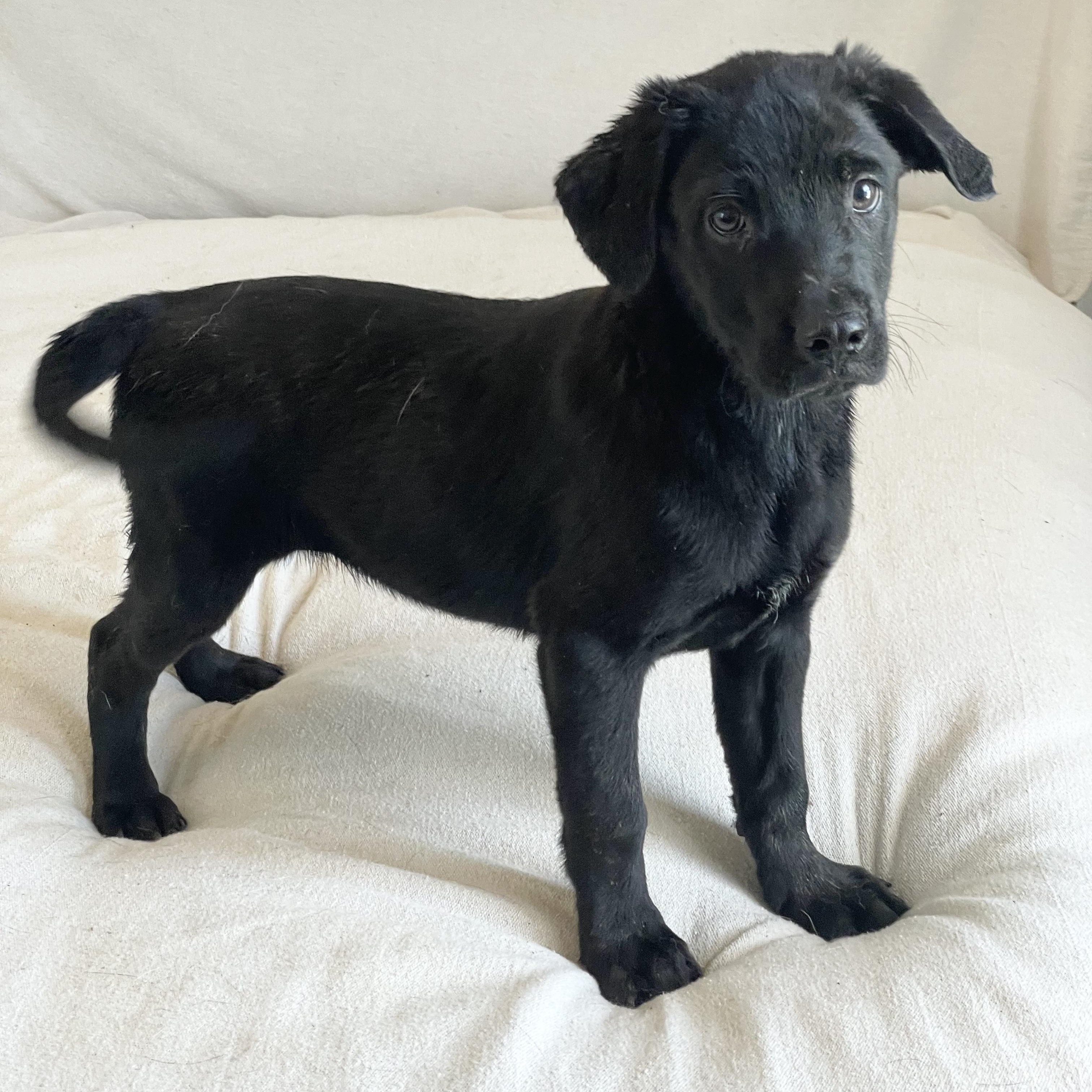 Enlarge Mushy Tuck, a ADOPTABLE mixed breed in West Hartford , CT image 2/5