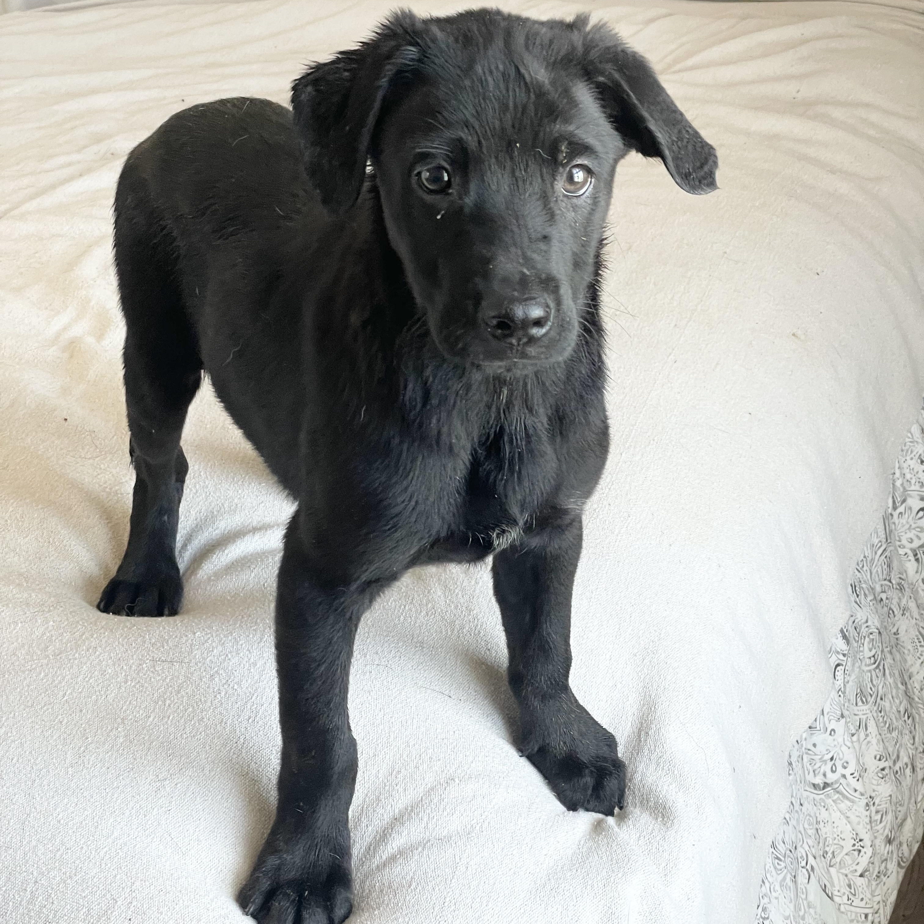 Enlarge Mushy Tuck, a ADOPTABLE mixed breed in West Hartford , CT image 4/5