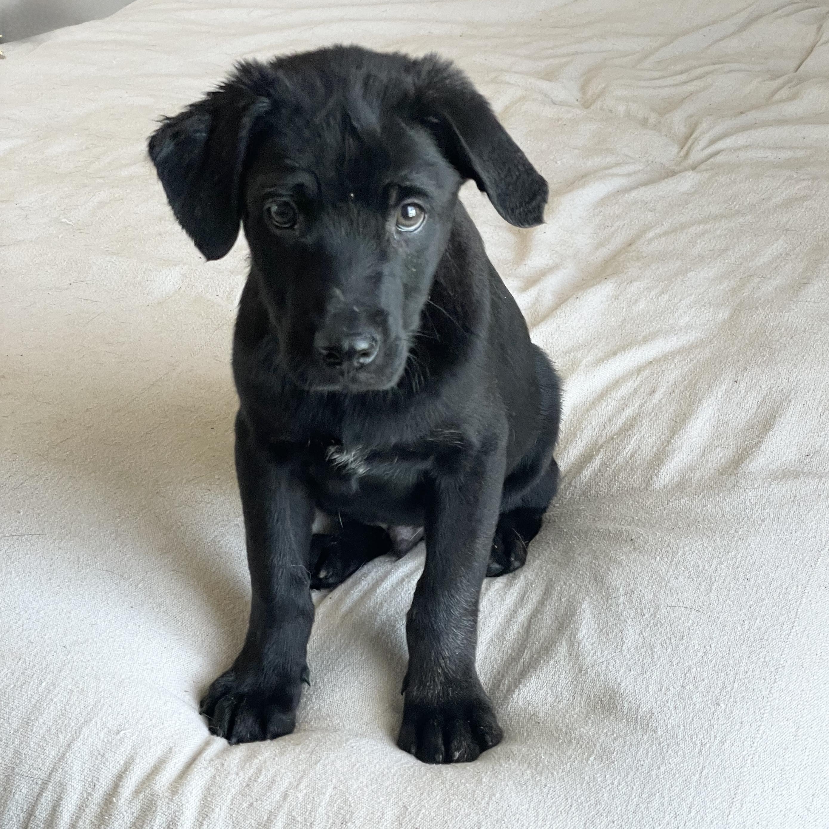 Enlarge Mushy Tuck, a ADOPTABLE mixed breed in West Hartford , CT image 3/5