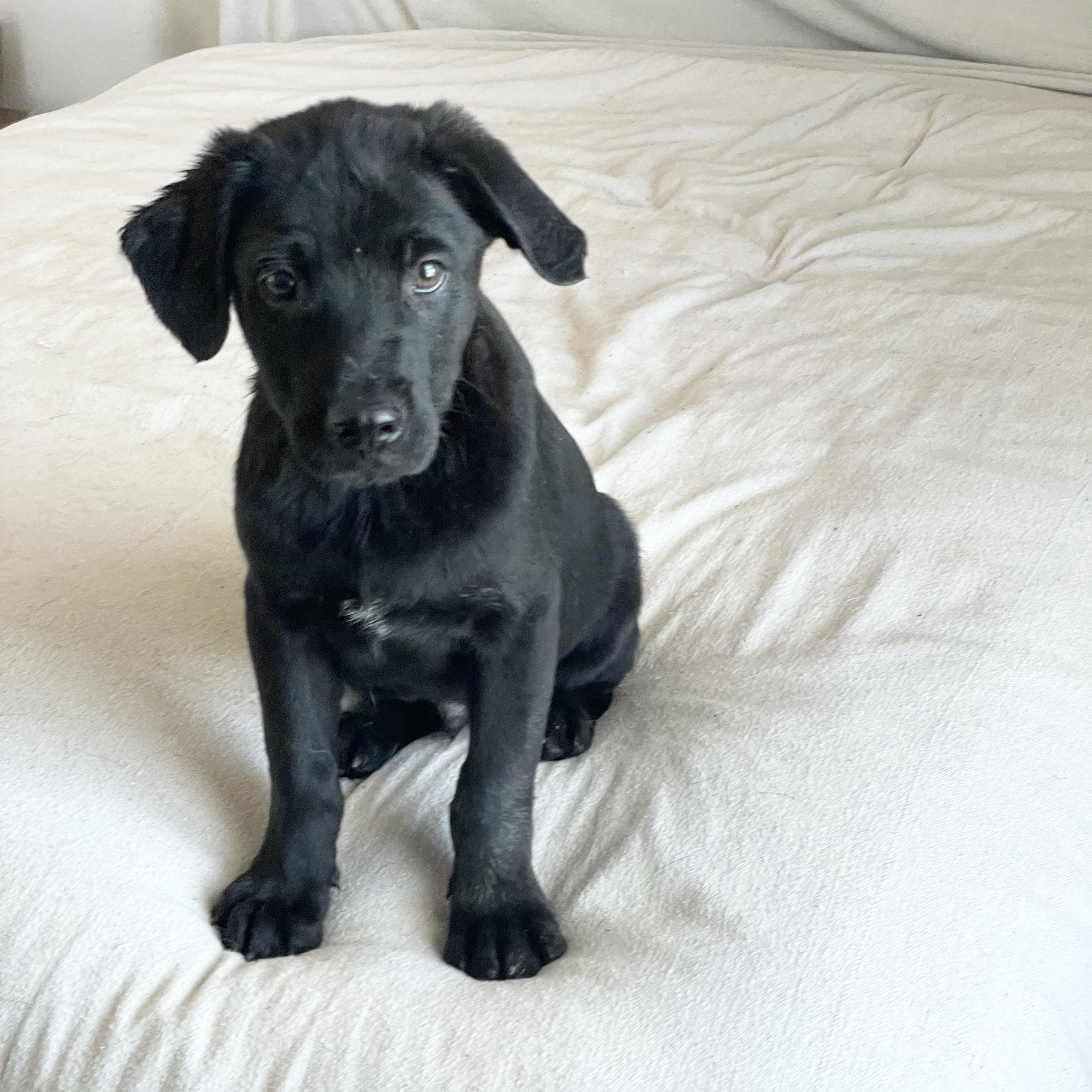 Enlarge Mushy Tuck, a ADOPTABLE mixed breed in West Hartford , CT image 5/5