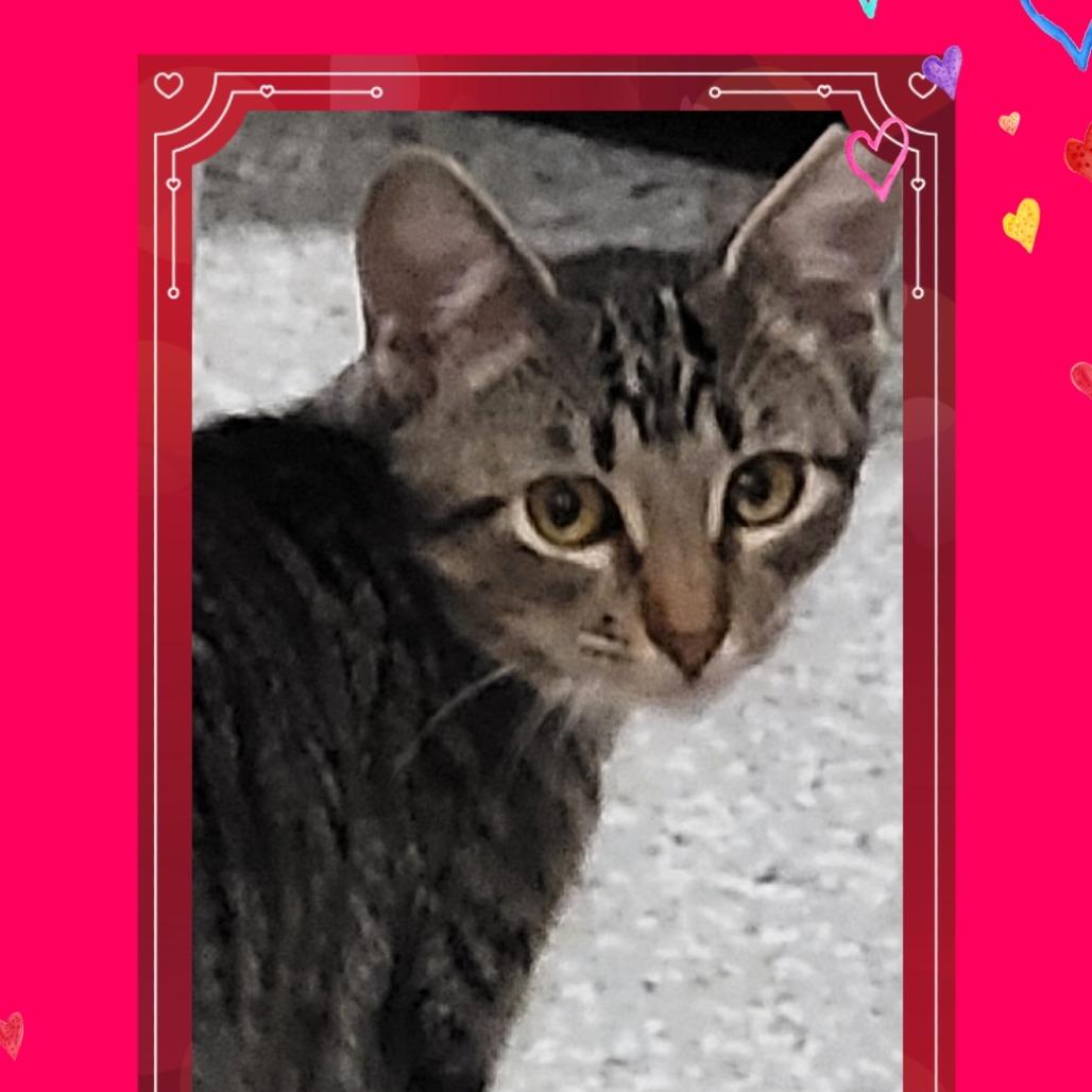 Ella, Adoptable, Young Female Domestic Short Hair.