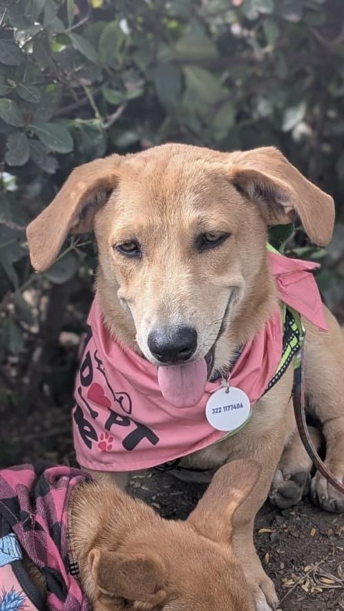 Enlarge Nanni, an adopted mixed breed in Vancouver, BC image 3/5