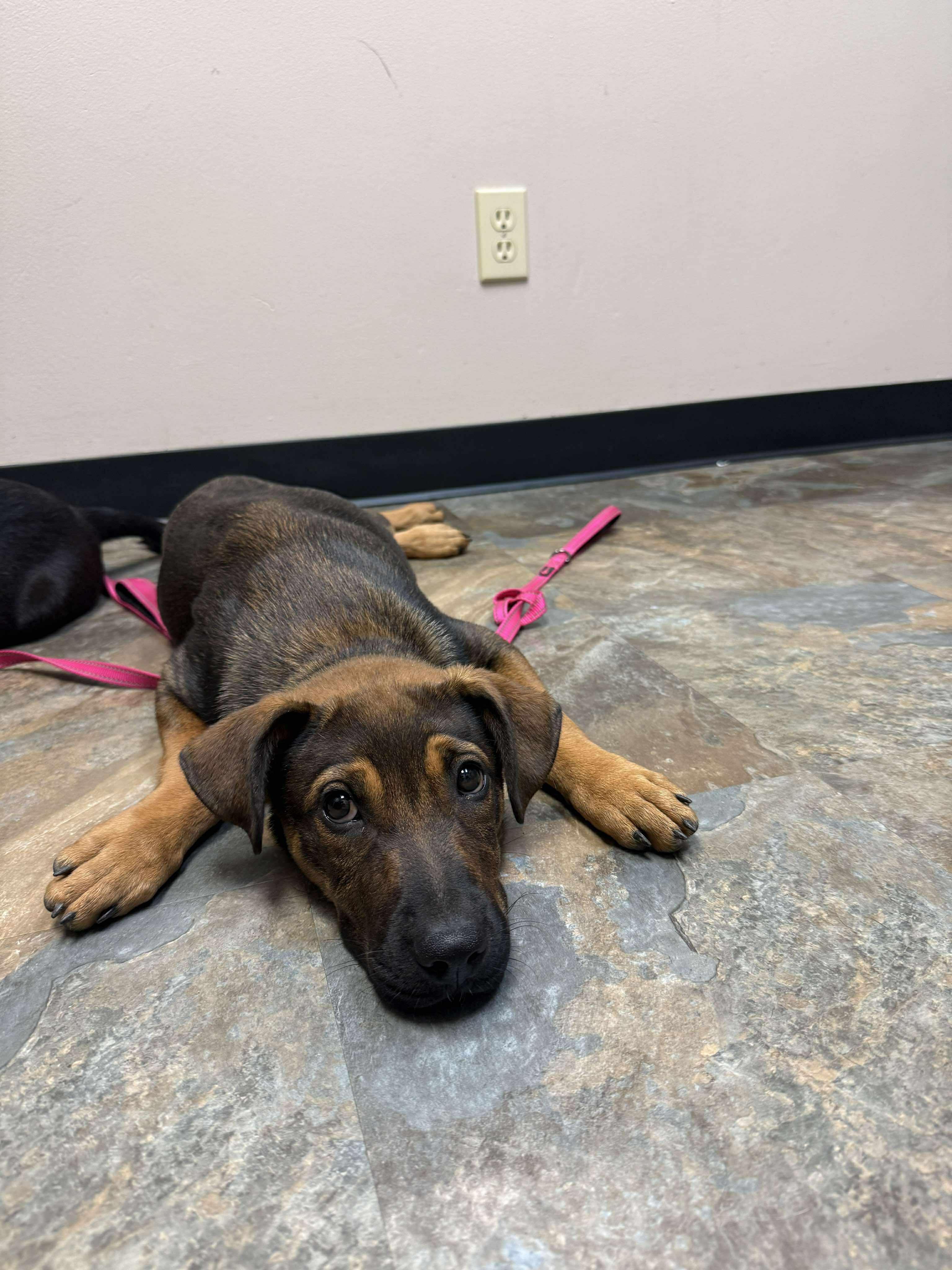 Wren, an adoptable German Shepherd Dog, Labrador Retriever in Bozeman, MT, 59715 | Photo Image 5