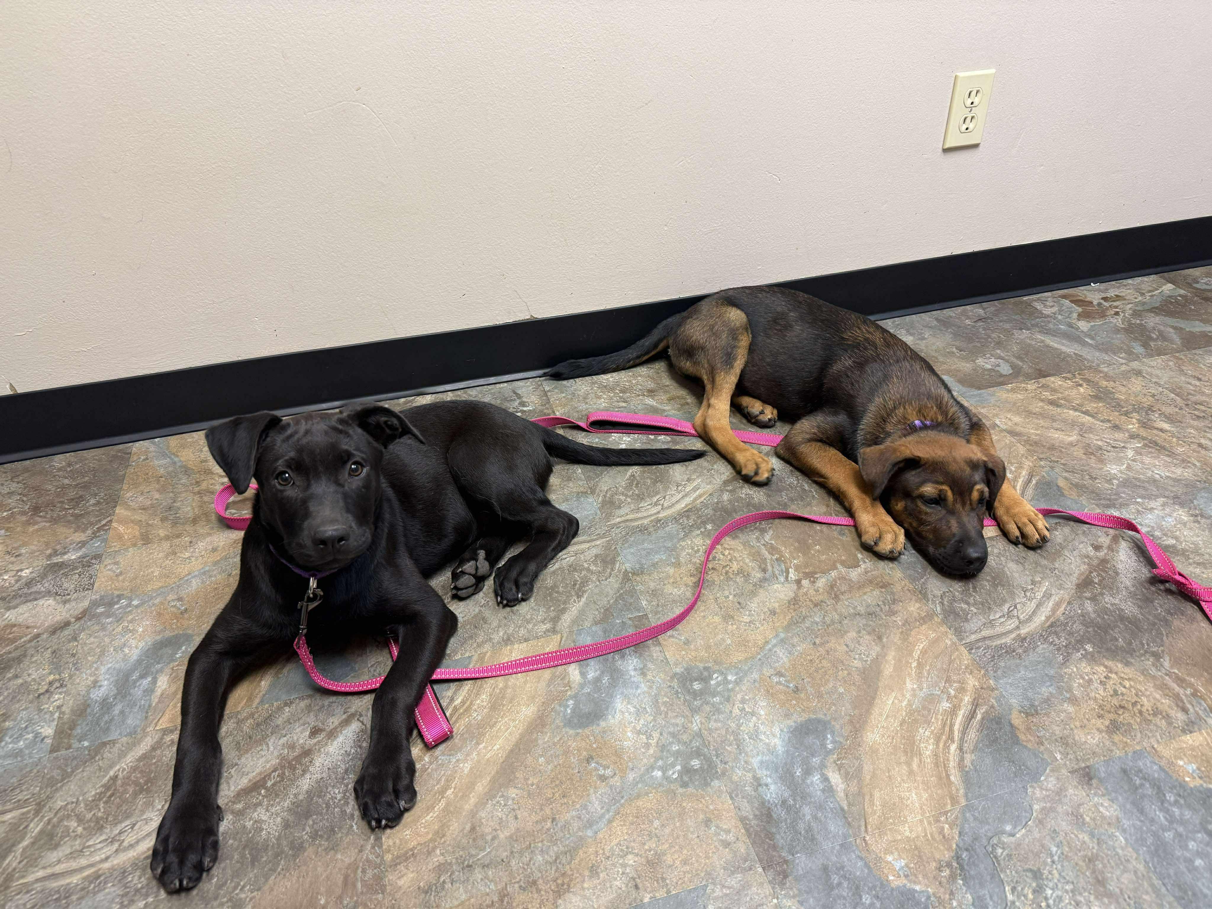 Wren, an adoptable German Shepherd Dog, Labrador Retriever in Bozeman, MT, 59715 | Photo Image 6
