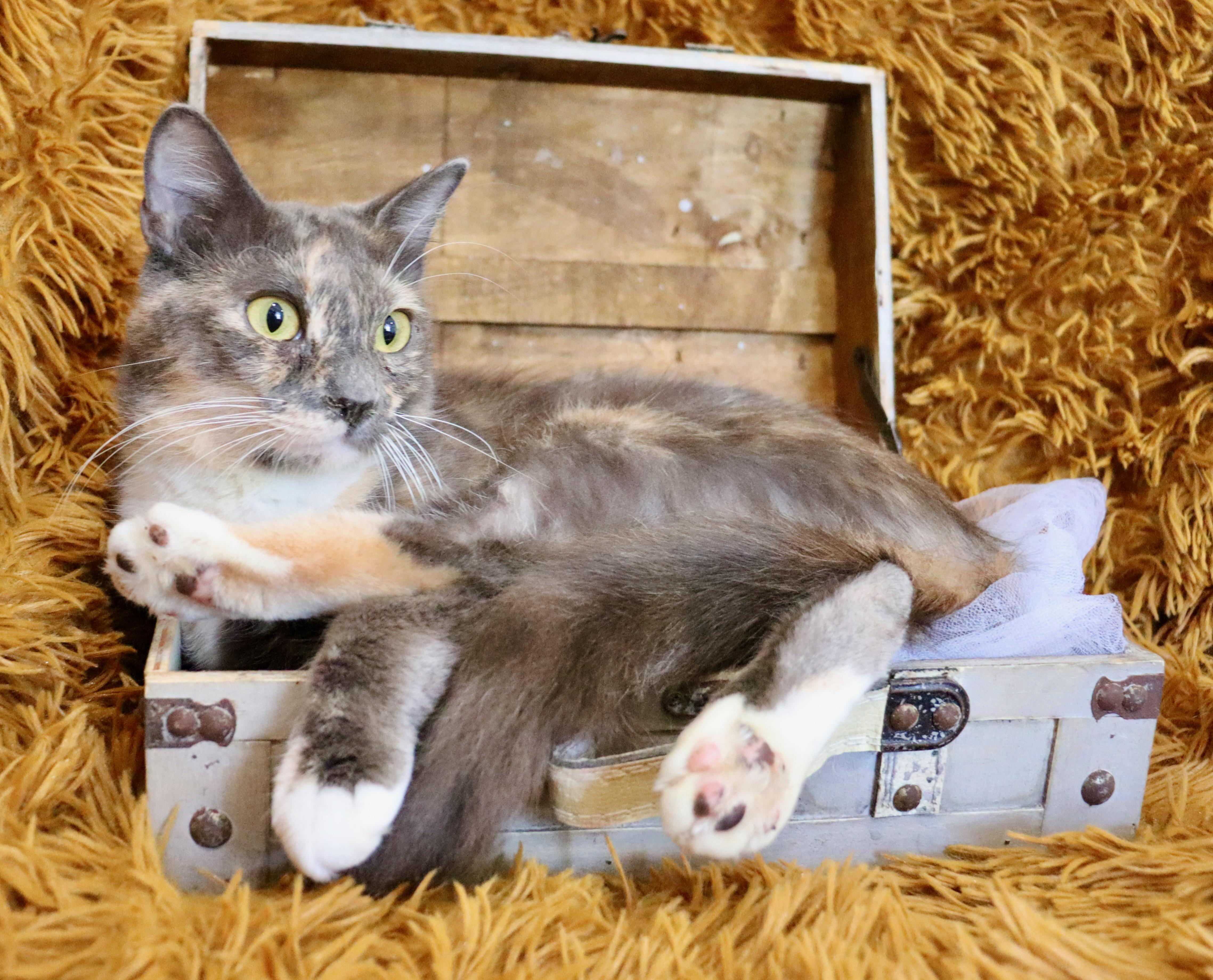 Seraphiona thumbnail 2