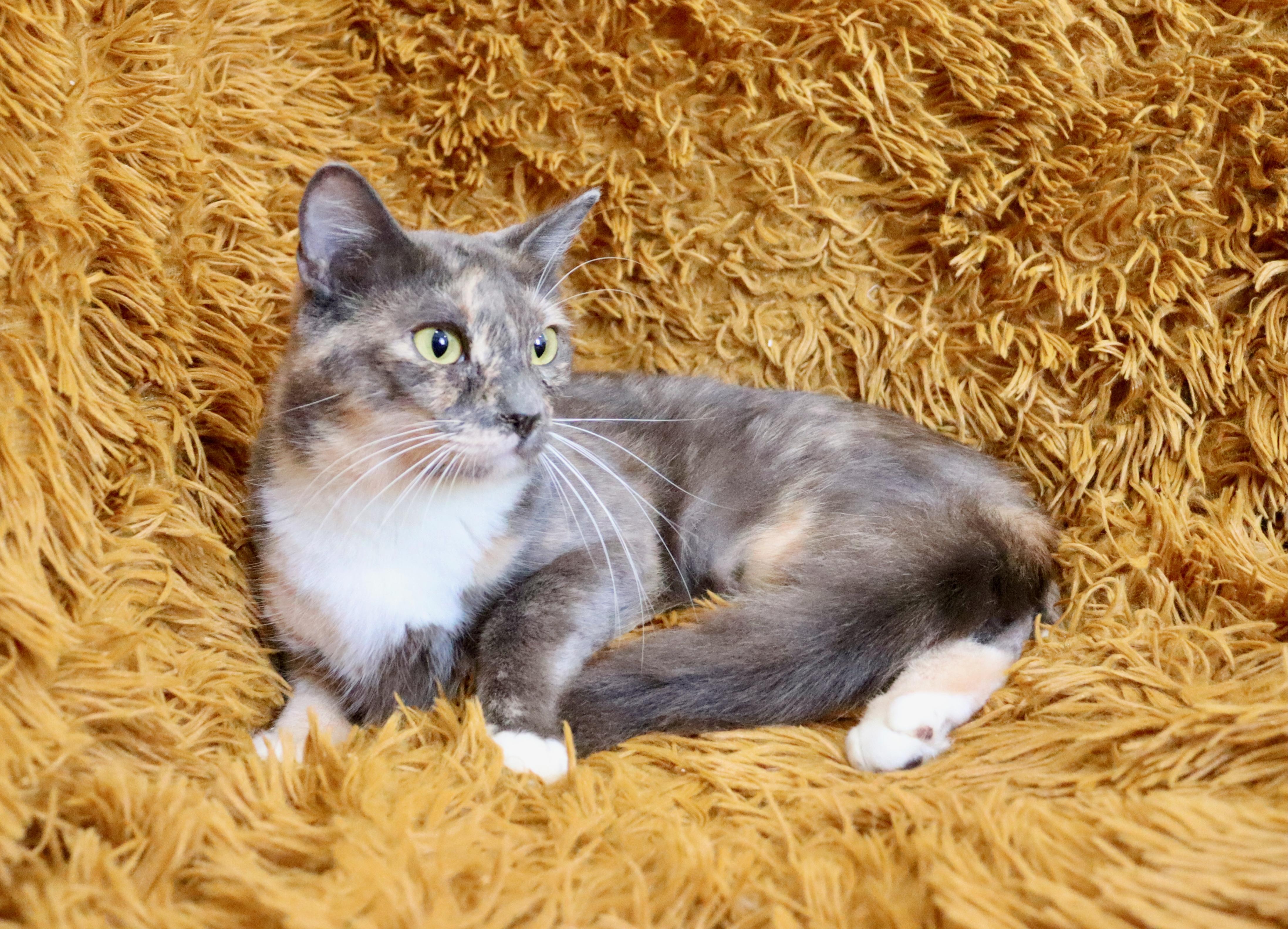 Seraphiona thumbnail 4