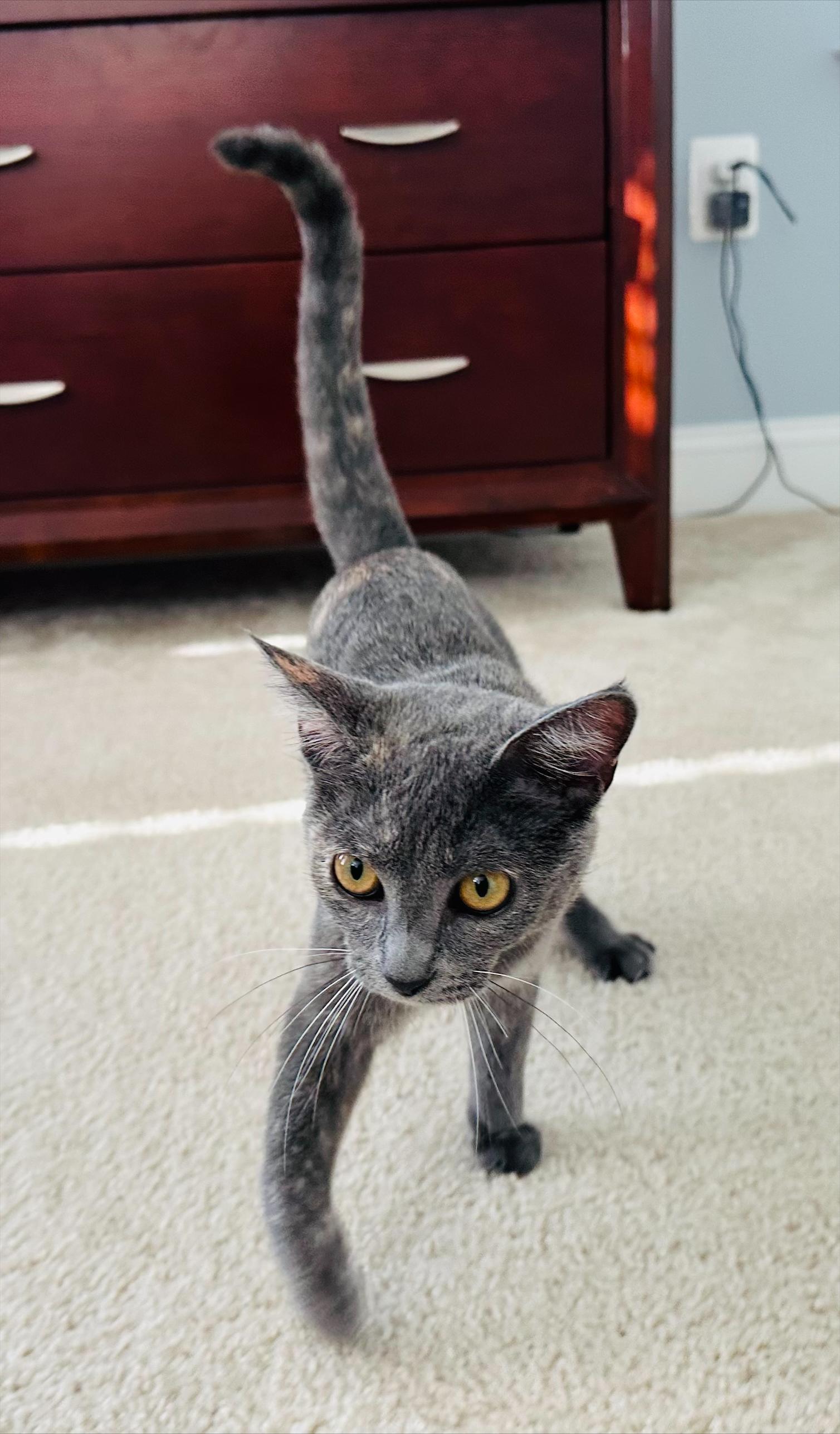 Enlarge Mochi, a ADOPTABLE Tortoiseshell in Frederick, MD image 3/4