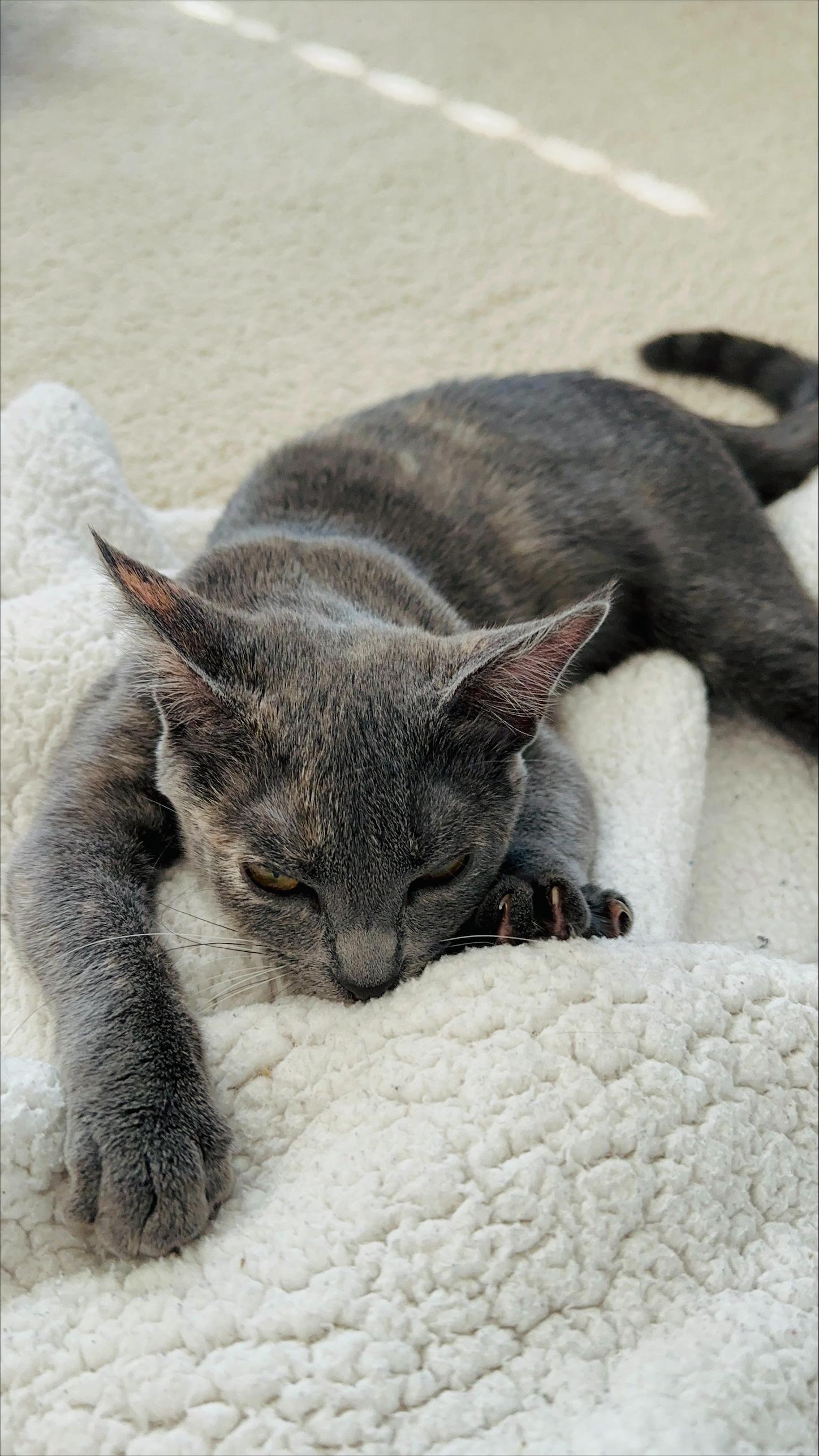 Enlarge Mochi, a ADOPTABLE Tortoiseshell in Frederick, MD image 4/4