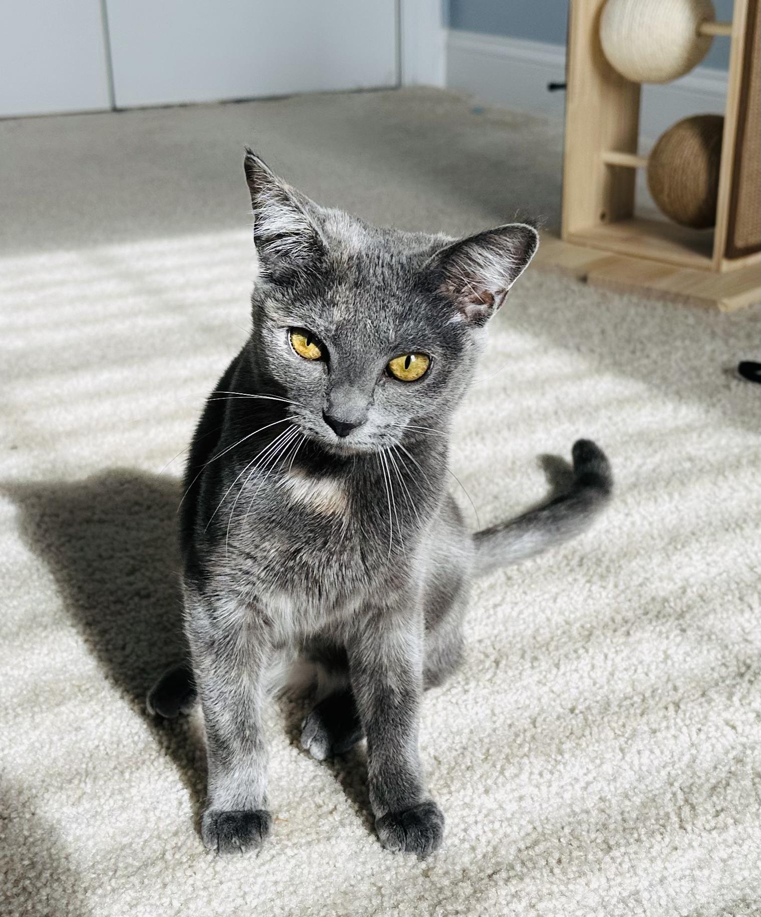 Enlarge Mochi, a ADOPTABLE Tortoiseshell in Frederick, MD image 1/5