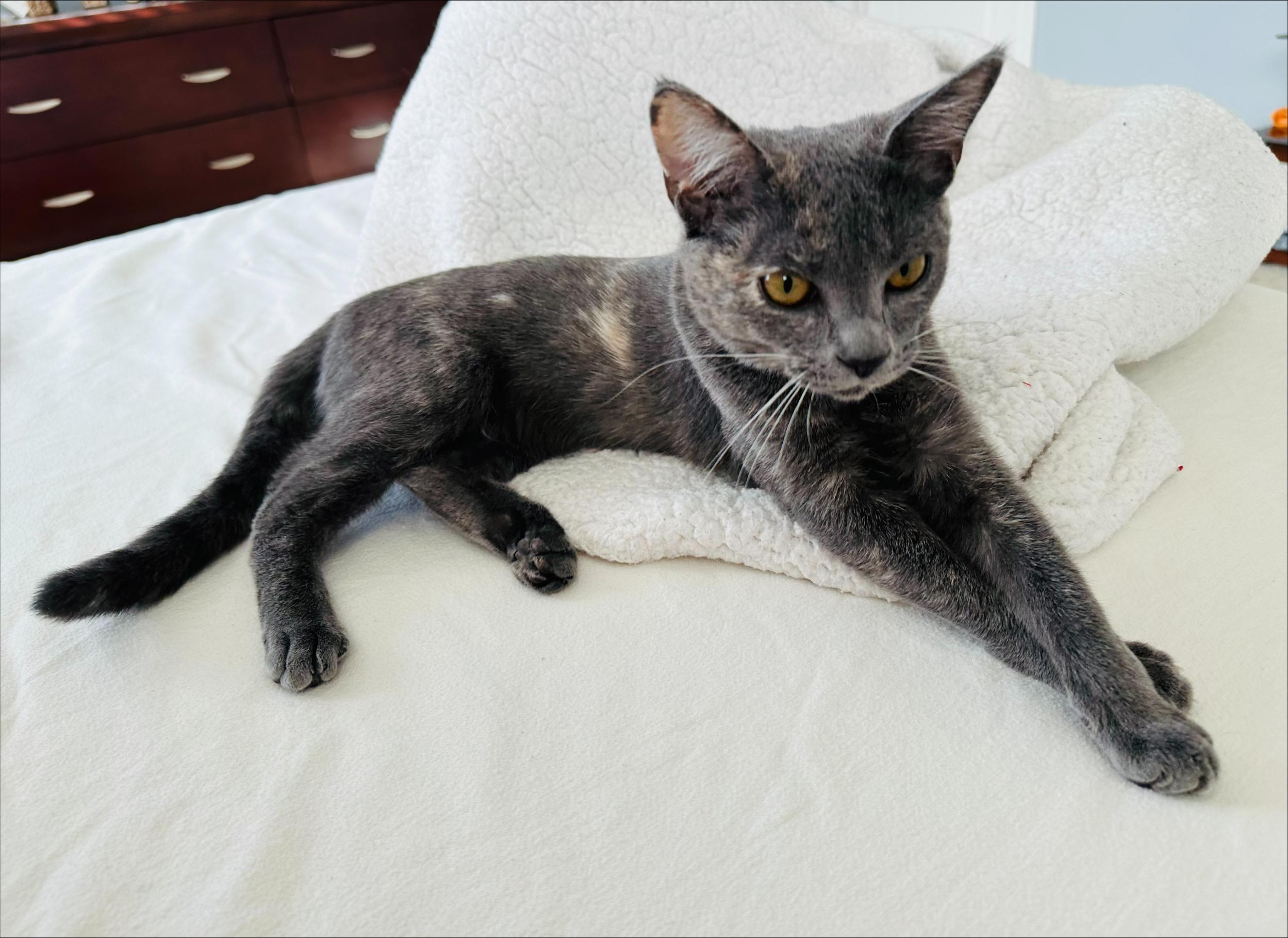 Enlarge Mochi, a ADOPTABLE Tortoiseshell in Frederick, MD image 5/5