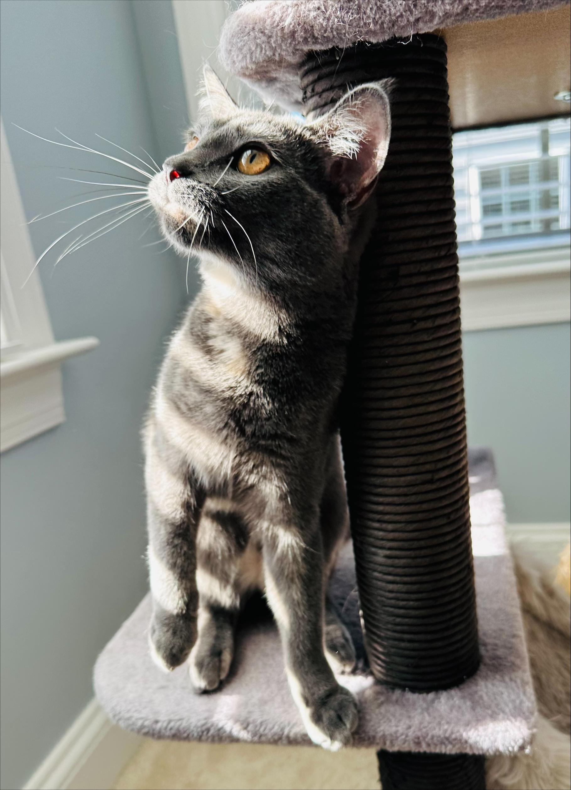 Enlarge Mochi, a ADOPTABLE Tortoiseshell in Frederick, MD image 2/4