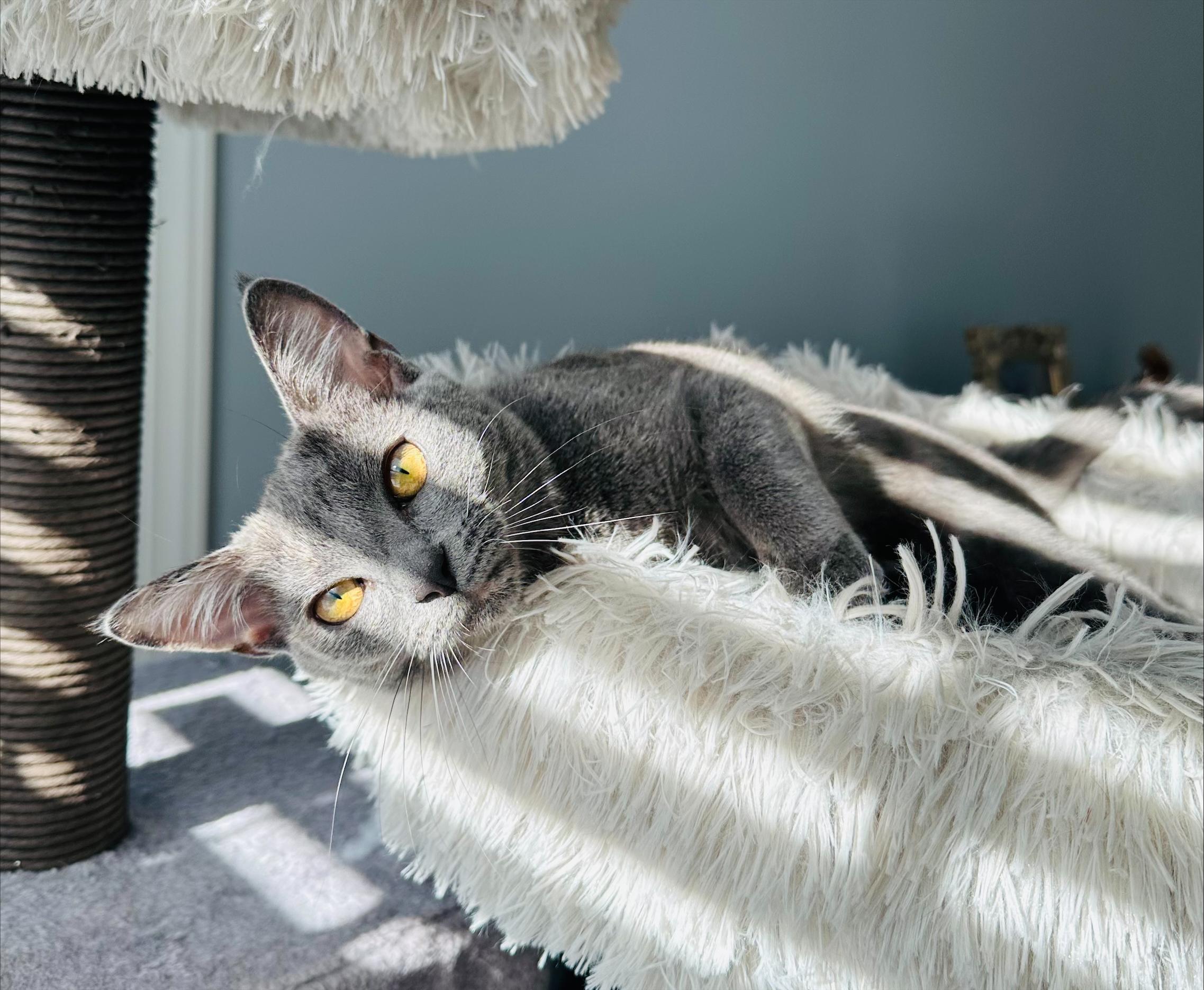 Enlarge Mochi, a ADOPTABLE Tortoiseshell in Frederick, MD image 1/4