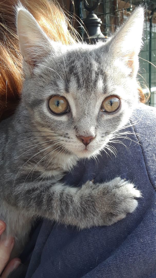 Ambition, a Adoptable Domestic Short Hair in Millerton, PA image 1/6