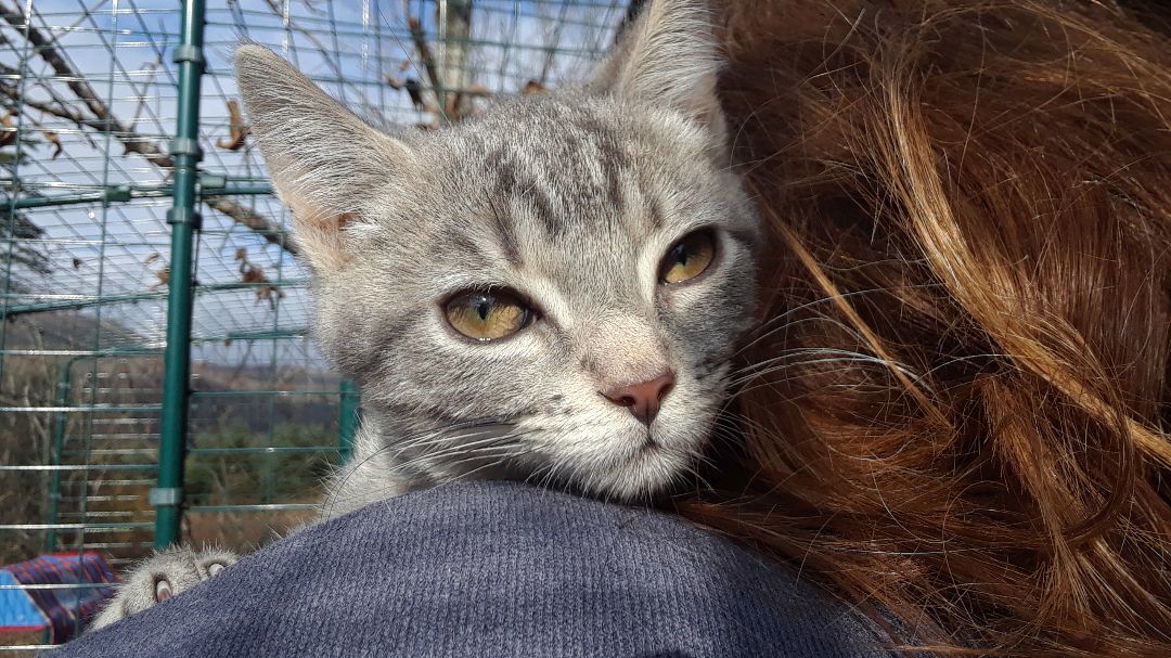 Ambition, a Adoptable Domestic Short Hair in Millerton, PA image 4/6