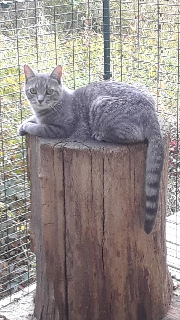 Ambition, a Adoptable Domestic Short Hair in Millerton, PA image 2/6