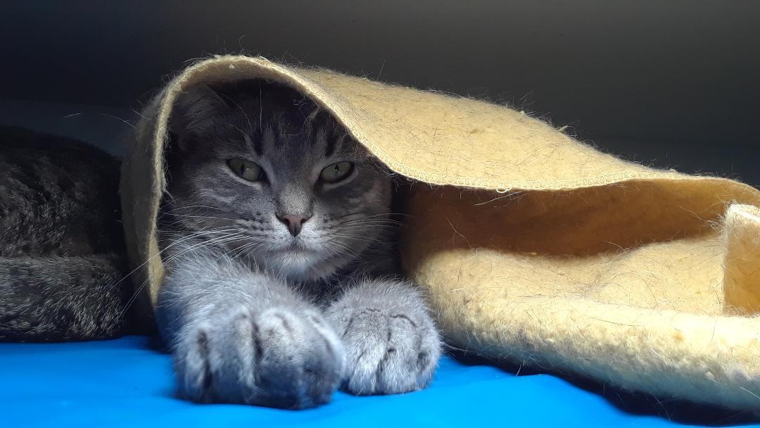 Enlarge Ambition, a Adoptable Domestic Short Hair in Millerton, PA image 5/6