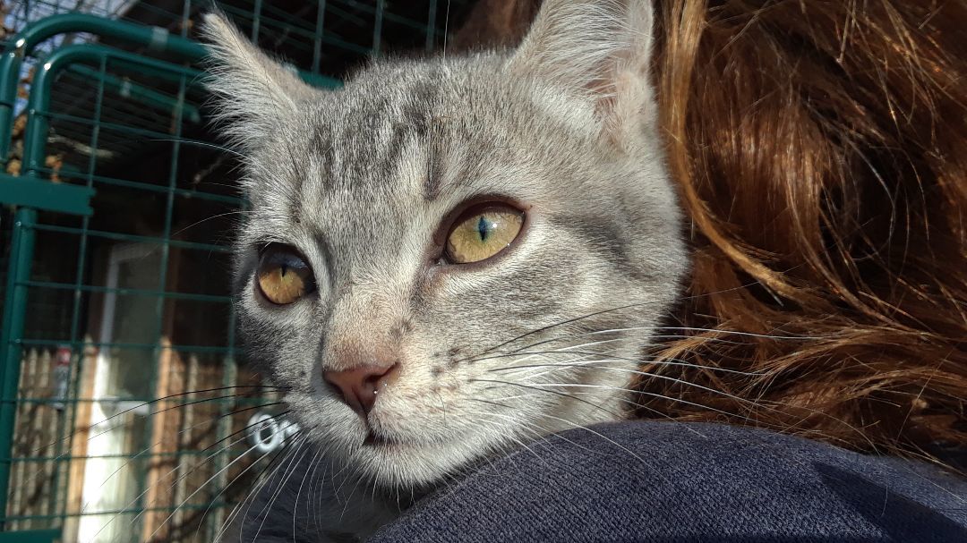 Ambition, a Adoptable Domestic Short Hair in Millerton, PA image 5/6