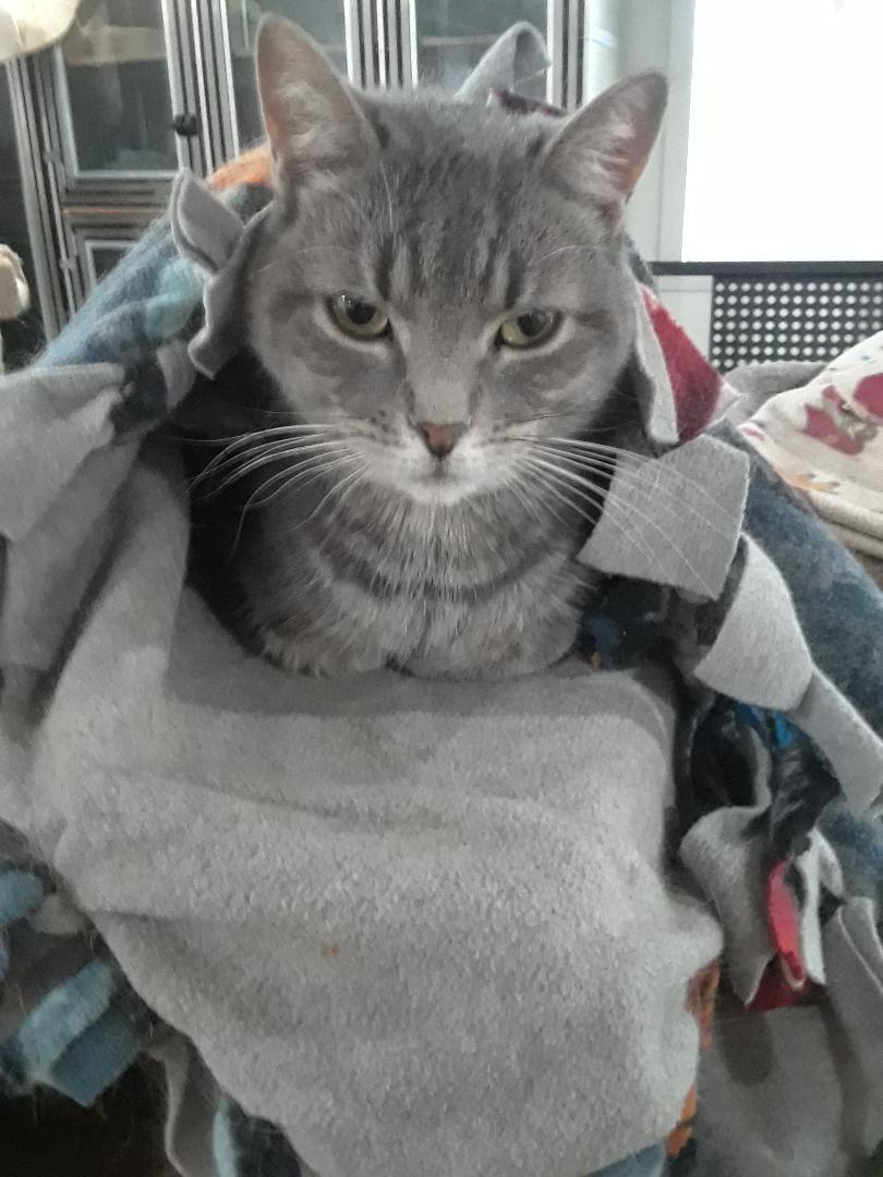 Enlarge Ambition, a Adoptable Domestic Short Hair in Millerton, PA image 4/6