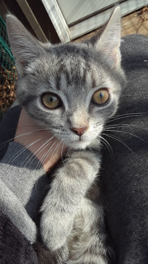 Ambition, a Adoptable Domestic Short Hair in Millerton, PA image 6/6