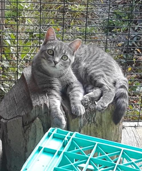 Ambition, a Adoptable Domestic Short Hair in Millerton, PA image 3/6