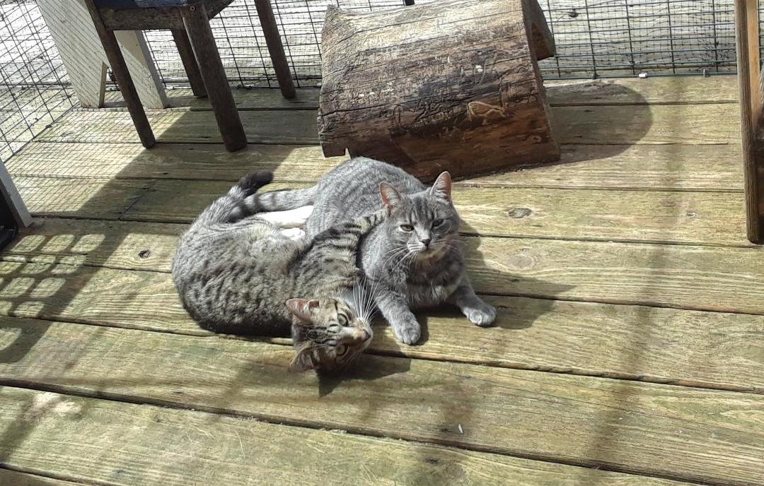 Enlarge Ambition, a Adoptable Domestic Short Hair in Millerton, PA image 6/6