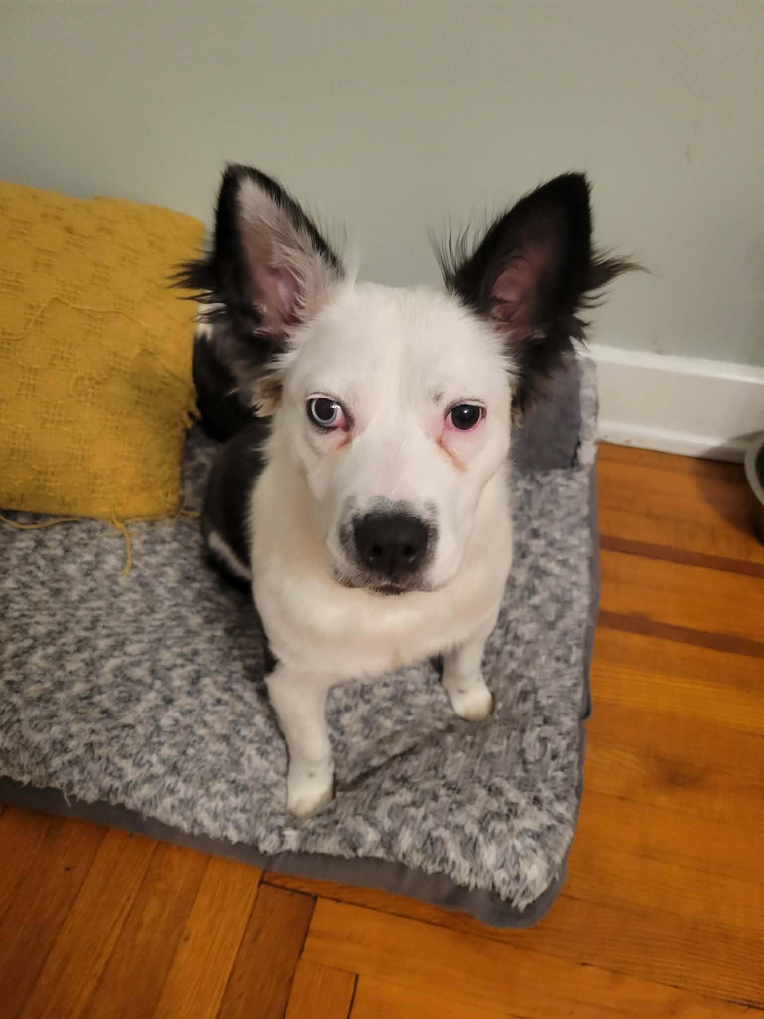 Chickie, an adopted mixed breed in Cincinnati, OH image 3/3