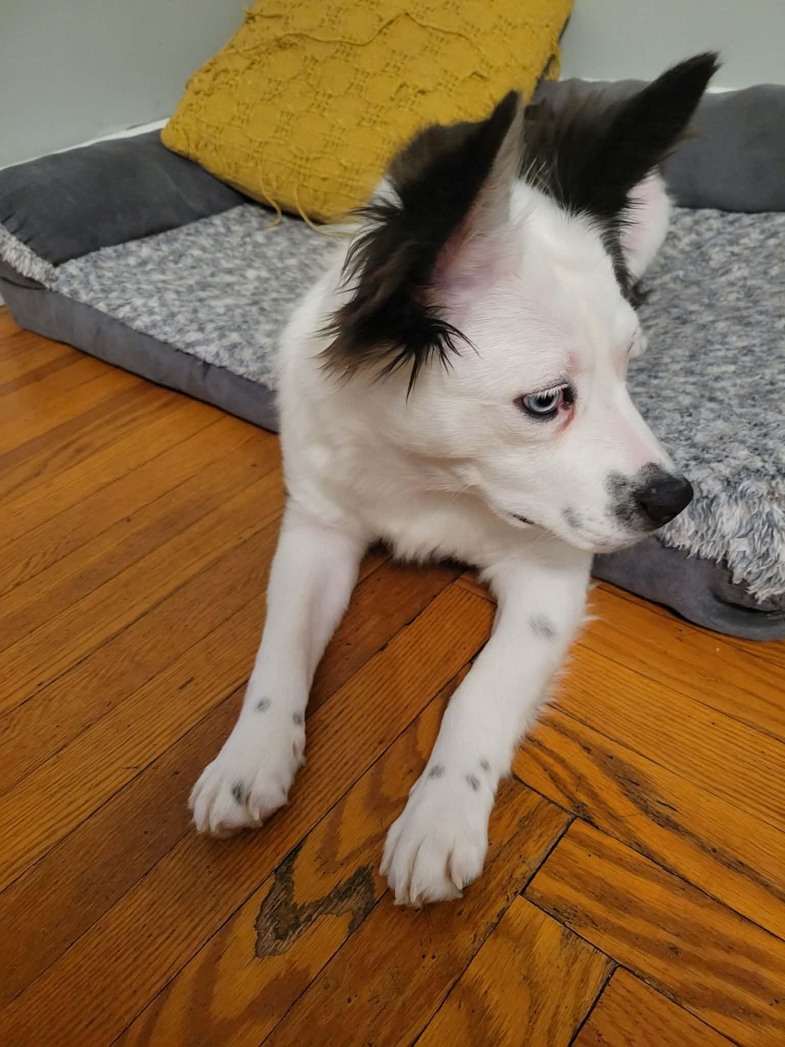 Chickie, an adopted mixed breed in Cincinnati, OH image 1/3