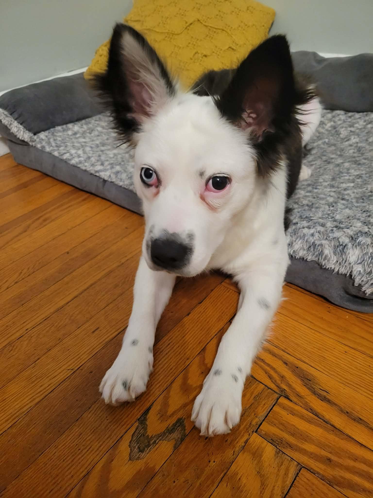 Chickie, an adopted mixed breed in Cincinnati, OH image 2/3