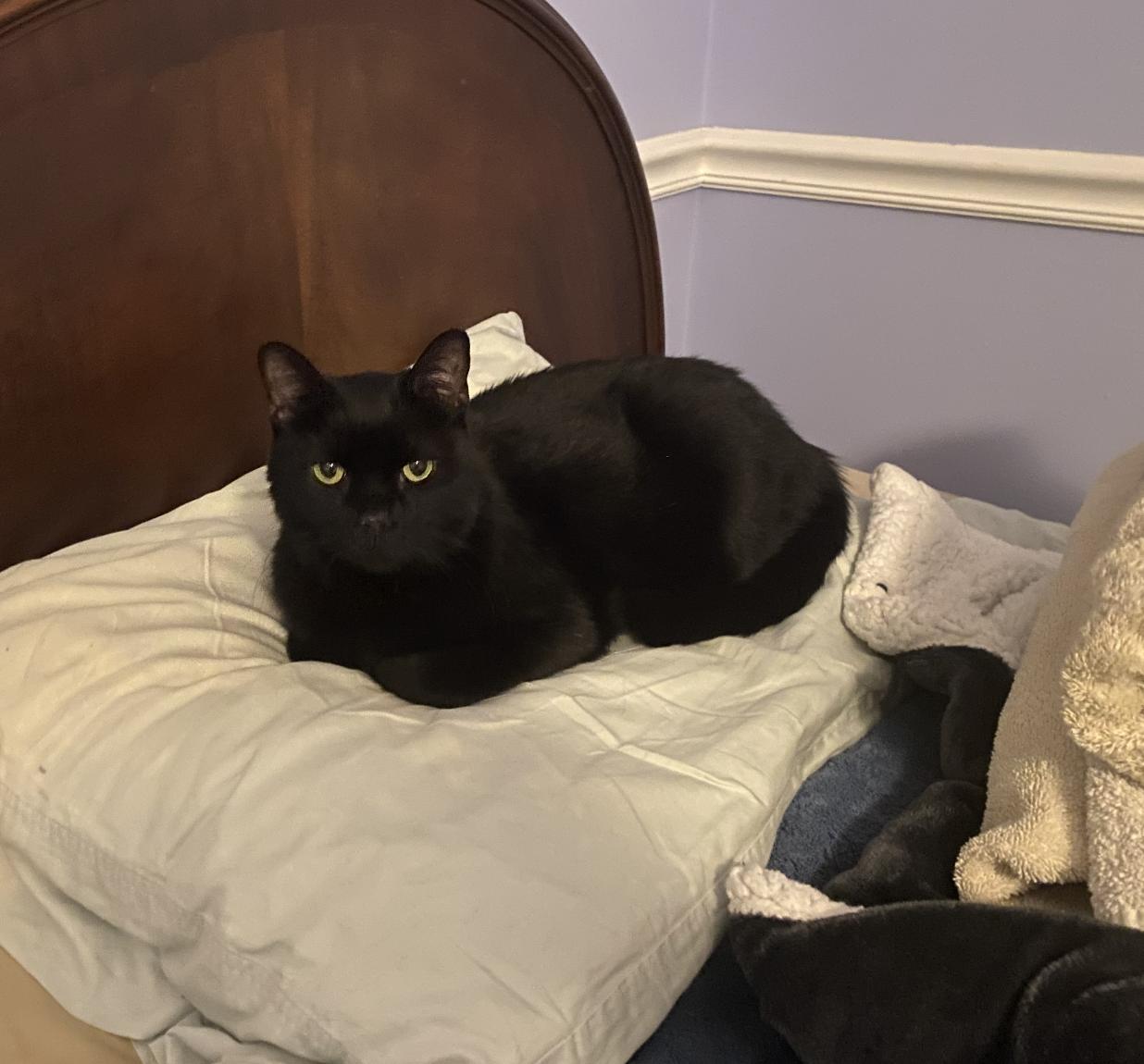 Dulcimer, an adopted Domestic Short Hair in Richmond, KY image 3/3