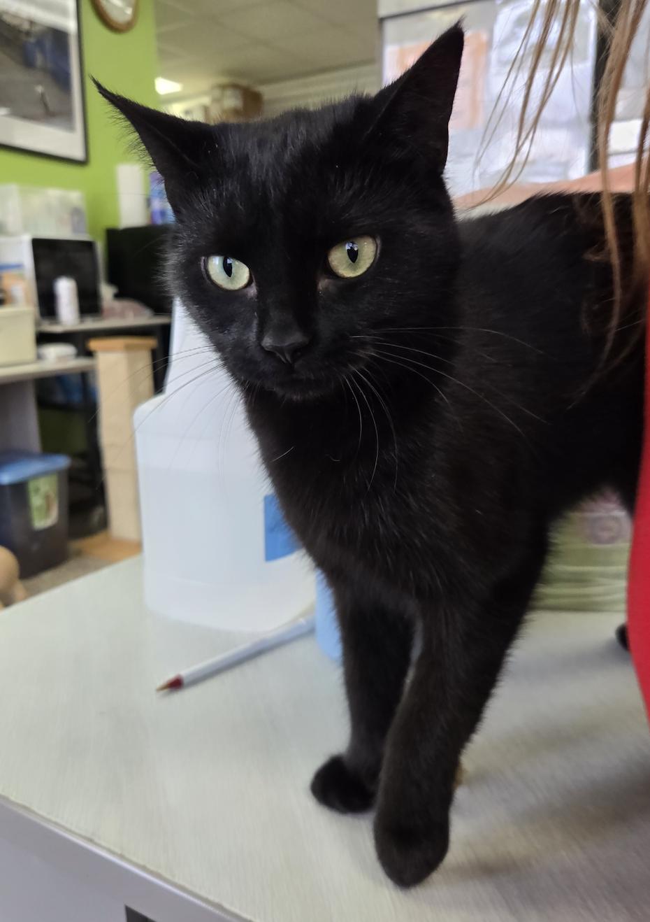 Dulcimer, adopted, Senior Female Domestic Short Hair.