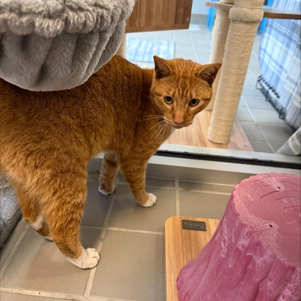 Sam, a Adoptable Domestic Short Hair in Westhampton, NY image 1/6