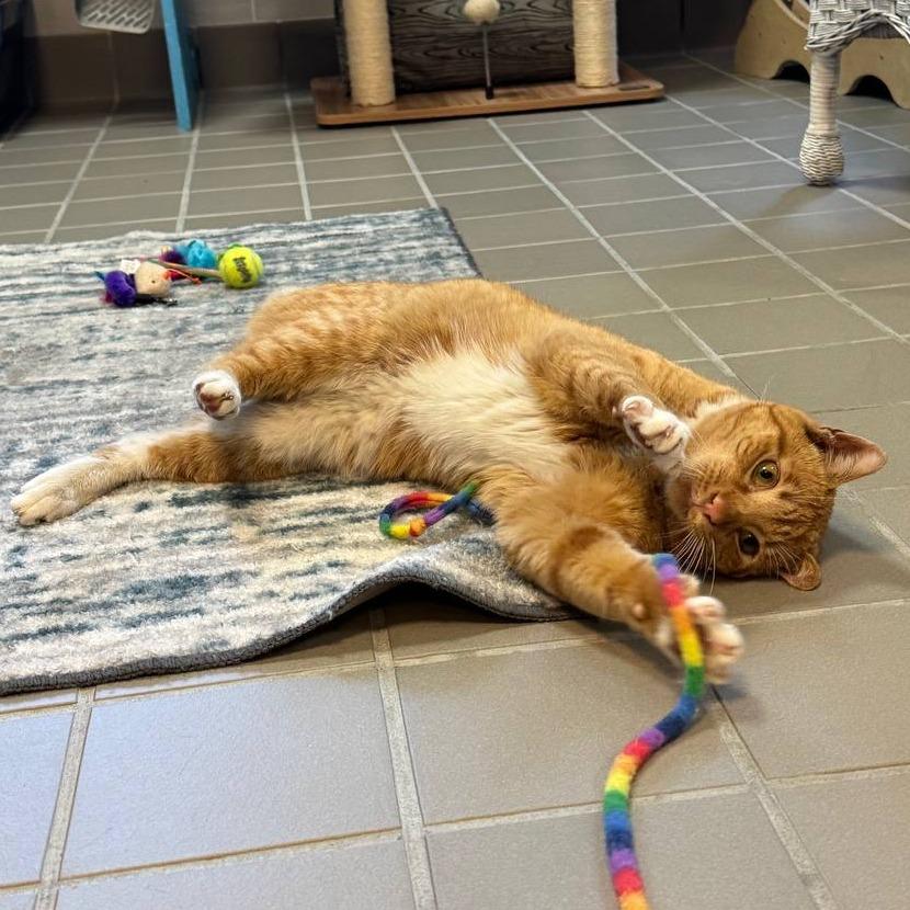 Sam, a Adoptable Domestic Short Hair in Westhampton, NY image 2/6