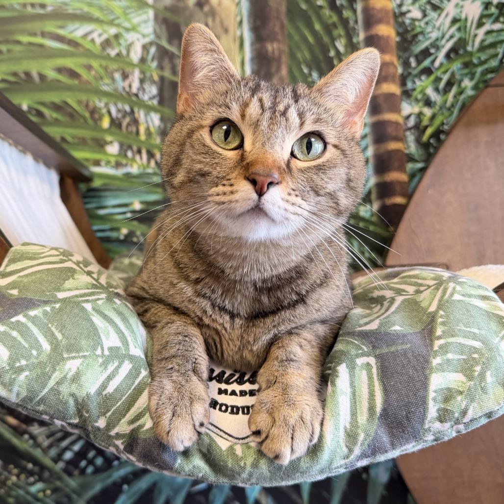 Maple, Adoptable, Adult Female Domestic Short Hair.
