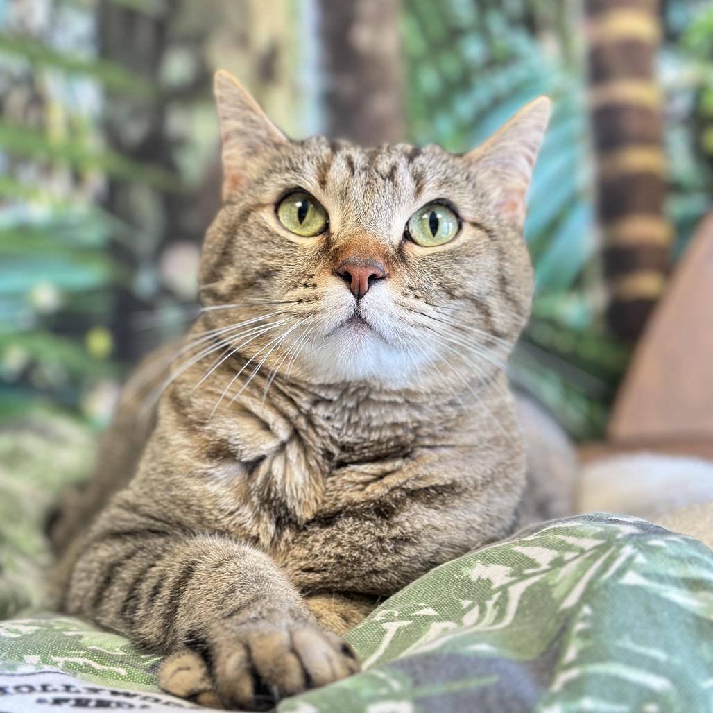 Enlarge Maple, a Adoptable Domestic Short Hair in Franklin, TN image 2/2
